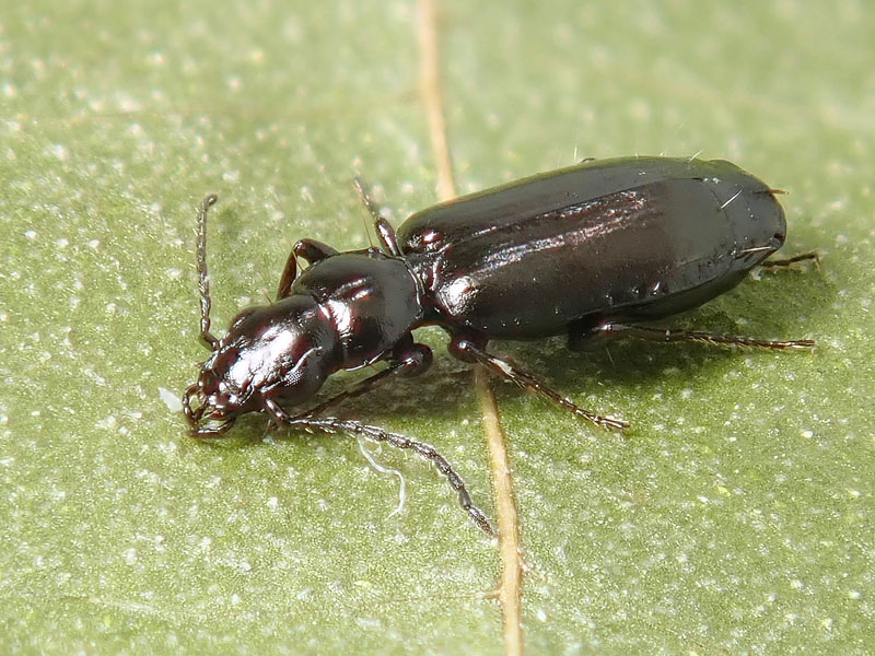 Carabidae: Apristus sp.?  No, Microlestes sp.